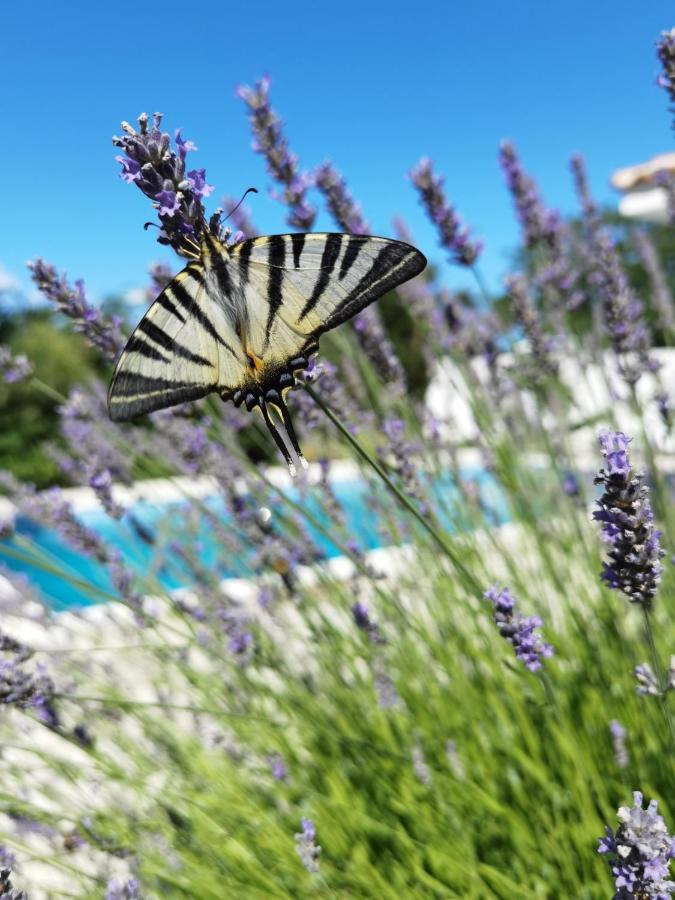 Holiday Homes Sintija Kampor Dış mekan fotoğraf